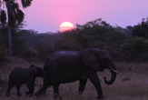 Elefanti a Liwonde